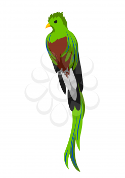 Illustration of quetzal bird. Tropical exotic bird isolated on white background.