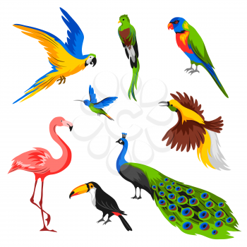 Set of tropical exotic birds. Wild fauna of jungle and rainforest.