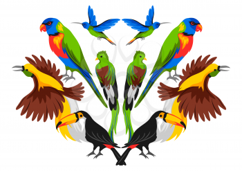 Print design with tropical exotic birds. Wild fauna of jungle and rainforest.