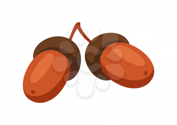 Cartoon illustration of ripe acorns. Autumn plant.