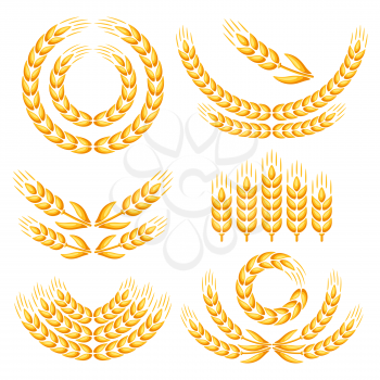 Design elements with wheat. Agricultural image natural golden ears of barley or rye.