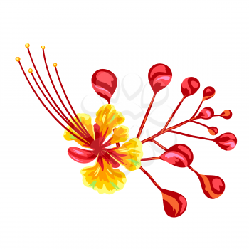 Illustration of tropical caesalpinia flower. Decorative exotic plant.
