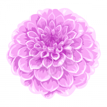 Illustration of blooming aster flower. Decorative beautiful plant.