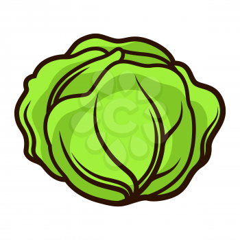 Illustration of fresh ripe cabbage. Autumn harvest of vegetables. Food item for farms, markets and shops. Icon or promotional image.