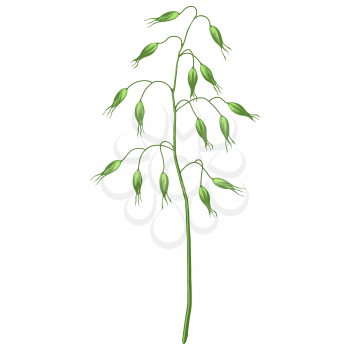 Illustration of stylized cereal grass. Decorative meadow plant. Twig for decoration.