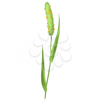 Illustration of stylized cereal grass. Decorative meadow plant. Twig for decoration.
