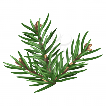 Illustration of spruce branch with needles. Twig for Christmas and New Year design.