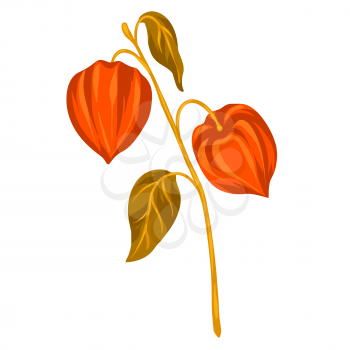 Illustration of stylized physalis branch. Decorative autumn plant. Twig for decoration.