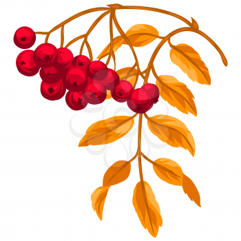 Illustration of stylized rowan branch with berries. Decorative autumn plant. Twig for decoration.