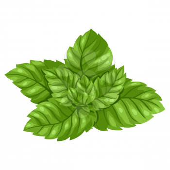 Stylized illustration of mint. Image for design and decoration. Object or icon in hand drawn style.