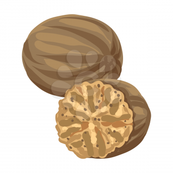 Stylized illustration of nutmeg. Image for design and decoration. Object or icon in hand drawn style.