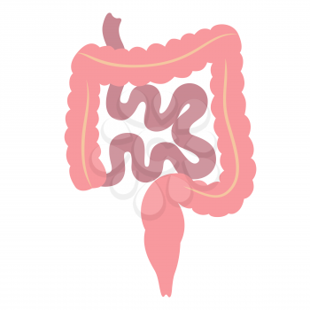 Illustration of intestines internal organ. Human body anatomy. Health care and medical education icon.