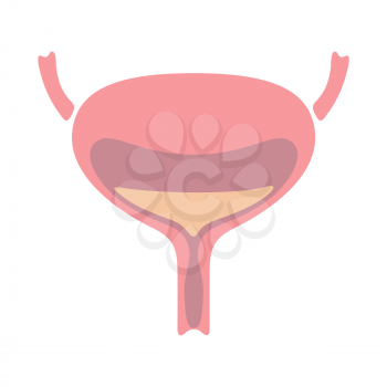 Illustration of bladder internal organ. Human body anatomy. Health care and medical education icon.