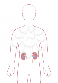 Illustration with heart kidneys organ. Human body anatomy. Health care and medical education image.