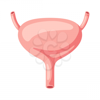 Illustration of bladder internal organ. Human body anatomy. Health care and medical education icon.