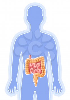 Illustration with intestines internal organ. Human body anatomy. Health care and medical education image.