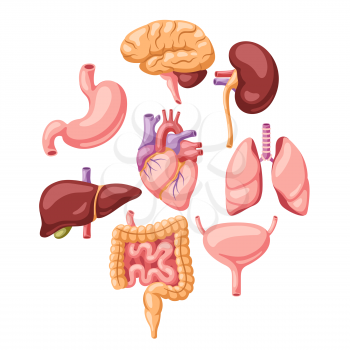 Background with internal organs. Human body anatomy. Health care and medical education design.
