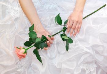 Rose in bride hands. Conceptual design.