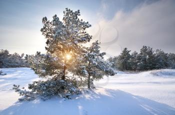 Winter landscape. Composition of nature.