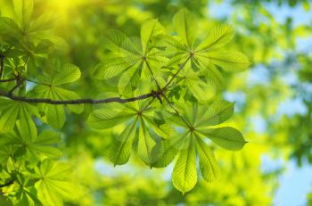 Spring leaf of chestnut. Nature composition.