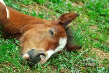 Foal is sleeping on the ground.
