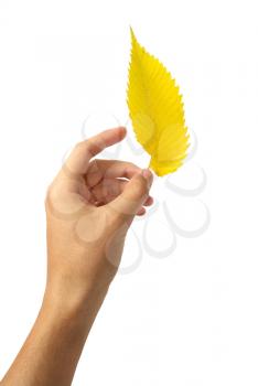 Yellow leaf in hand. Element of design.
