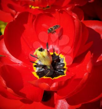 Bee and big red tulip. Nature scene.