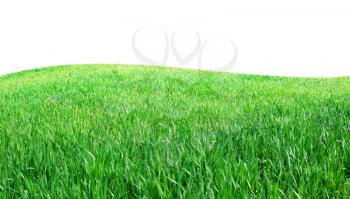 Isolated green grass. Element of design.