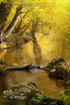 Gold autumn river in forst. Nature composition.