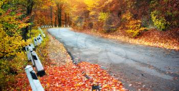 Road in autumn wood. Nature composition. 