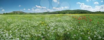 Spring flowers panorama in meadow. Beautiful landscapes.