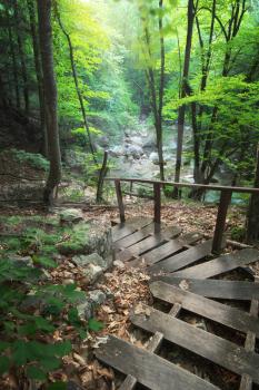 Stairs into the forest. Nature composition.