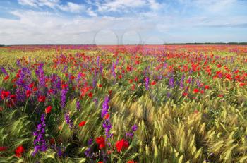 Meadow of wheat and poppies. Nature composition.