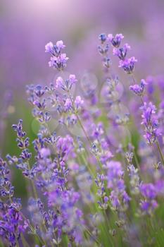 Lavender flowers closeup. Composition of nature,