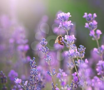 Lavender closeup. Bee and lavender flower. Nature composition.