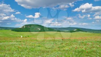 Green meadow and spring flowers in mountain. Composition of nature.