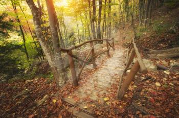 Autumn landscape. Bridge in deep forest. Composition of nature.