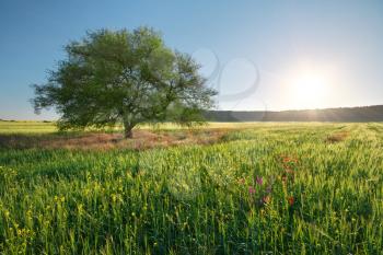 Green meadow in mountain and spring tree. Composition of nature.