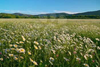 Beautiful sunny camomile meadow in mountain at day. Nature landscape composition. 
