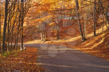 Autumn golden forest. Nature landscape scene.