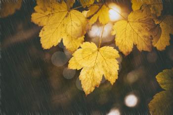 Autumn leaf of maple tree. Nature conceptual scene. Rain and night.       