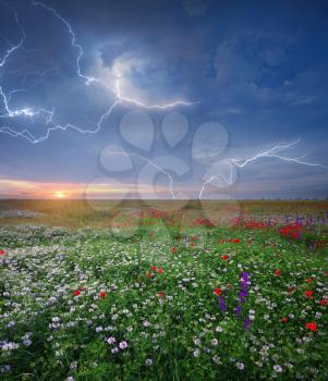 Spring flowers in meadow during sunset. Beautiful landscapes. rainy weather. Lightning stroke in sky. Nature composition.