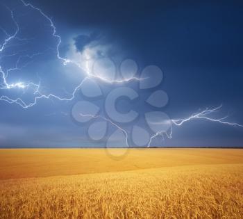 Meadow of wheat harvest and rainy weather. Lightning stroke in sky. Nature composition.