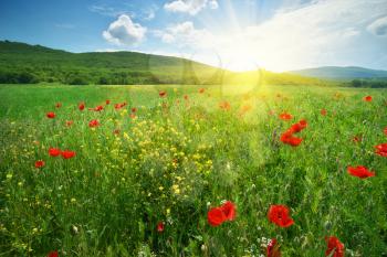 Big green spring meadow and poppy. Spring nature landscape composition of flowers.
