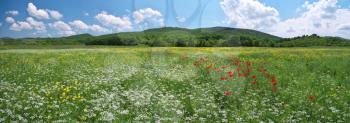 Spring medoaw of flowers. Hi-resolution panorama. Naturу composition. 