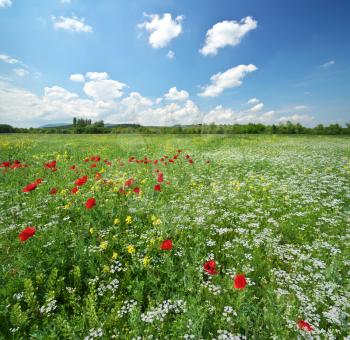 Spring meadow and beautiful flower at day.  Composition of nature.