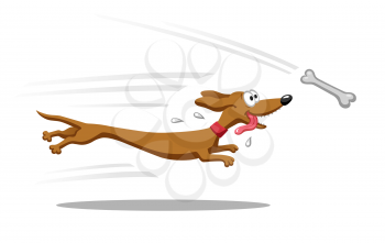 Dachshund dog running for bone. Vector illustration. Isolated on white background.