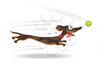 Dachshund dog running for tennis ball. Vector illustration. Isolated on white background.