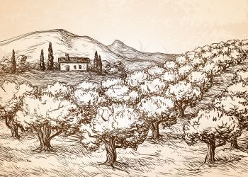 Hand drawn olive grove landscape on old paper background. Vintage style vector illustration.