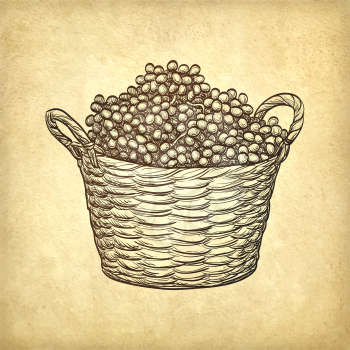 Grapes in basket on old paper background. Hand drawn vector illustration. Retro style.